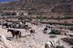 Jordan: Horses await visitors at the beginning of the Siq (shaft), Petra